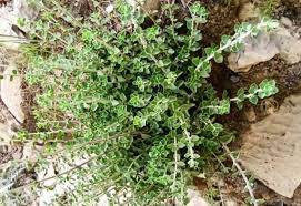 تصویر 2 از خرید و فروش آویشن کوهی با شرایط فوق العاده